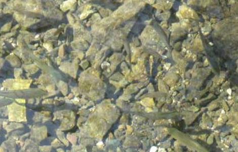 青鱼的繁殖技术(青鱼人工繁殖技术)