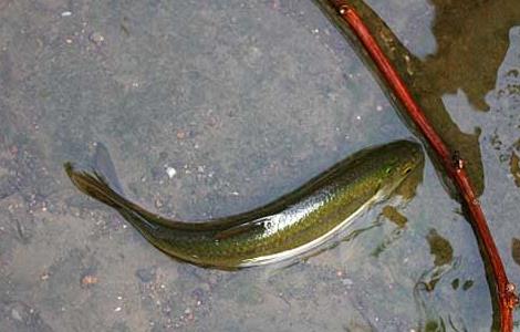 池塘主养青鱼技术（池塘主养青鱼技术视频）