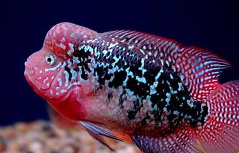 罗汉鱼喜欢吃什么食物 罗汉鱼喜欢吃什么东西