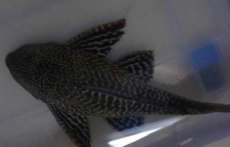 清道夫鱼怎么饲养(清道夫鱼怎么饲养和喂养)