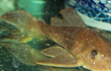 清道夫鱼吃什么食物?