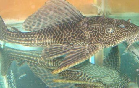 清道夫鱼怎么繁殖 清道夫鱼繁殖方式