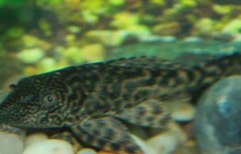 清道夫能活多长时间 清道夫多大就不干活了