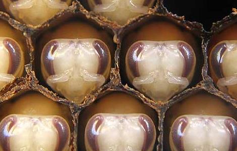 欧洲幼虫腐臭病