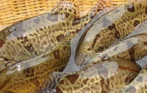 桂鱼是淡水鱼还是海鱼（鲈鱼是淡水鱼还是海鱼）