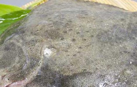 多宝鱼真的有毒吗（多宝鱼真的有毒吗图片）