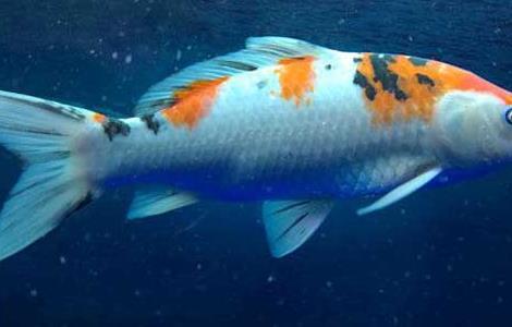 锦鲤鱼怎么养长得快 锦鲤鱼怎么饲养长得快