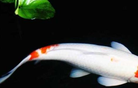 锦鲤鱼养几条最招财 锦鲤鱼养几条最招财的