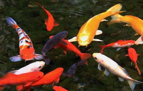 锦鲤鱼饲料那个品牌好（锦鲤鱼饲料哪个牌子好）