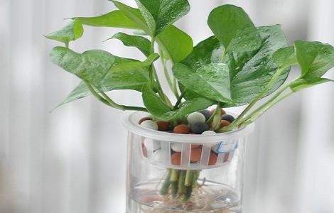 绿萝水培养鱼方法 绿萝水培养什么鱼