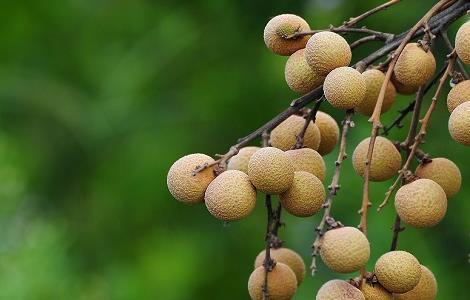 龙眼最新高产种植技术（龙眼最新高产种植技术与管理）