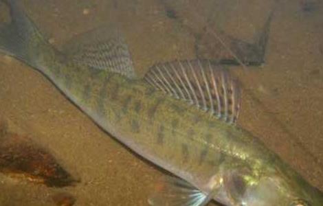 鲈鱼养殖的常见病害防治方法 鲈鱼养殖的常见病害防治方法有哪些