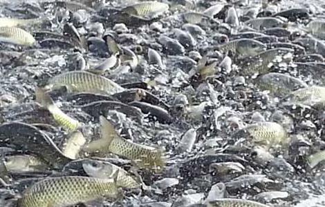 草鱼喂养注意事项（草鱼喂养注意事项和禁忌）