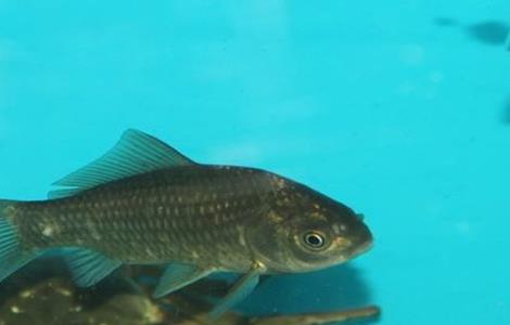 鲫鱼的养殖方法 鲫鱼的养殖方法视频