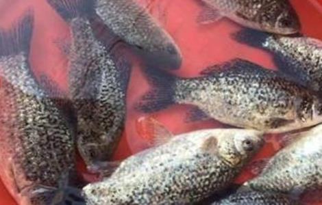 鲫鱼的常见病害防治方法 鲫鱼病害的防治技术