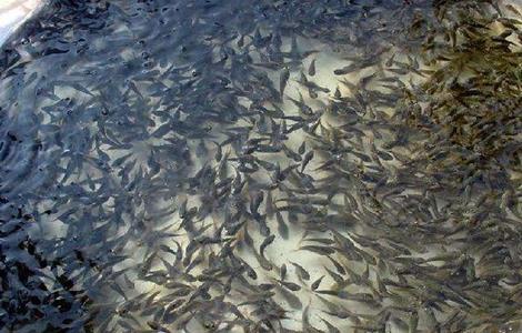 鱼苗的饲养方法(罗汉鱼鱼苗的饲养方法)