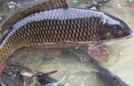 农村养鱼的几大误区（农村养鱼的几大误区图片）