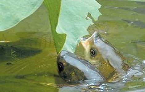 北方养殖草鱼要注意什么 北方养殖草鱼要注意什么细节