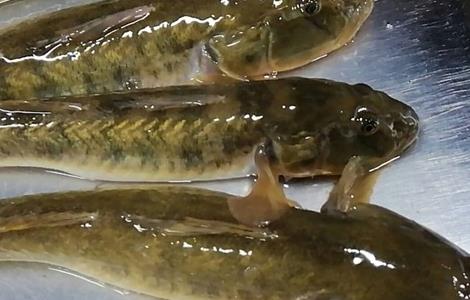 胖头鱼的养殖方法（胖头鱼的养殖方法图解）