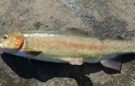 养殖虹鳟鱼的注意事项(养殖虹鳟鱼的条件)