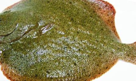 多宝鱼常见病害的防治方法 多宝鱼的处理方法