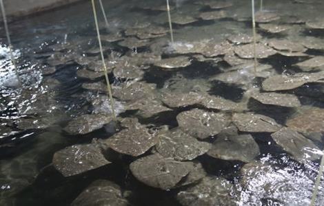 多宝鱼养殖注意事项（关于多宝鱼饲养方法）