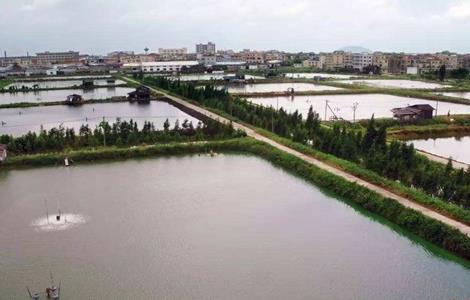 加州鲈鱼常见的养殖模式 加州鲈鱼常见的养殖模式有