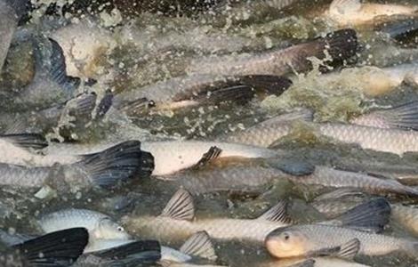 青鱼高产养殖技术 青鱼高产养殖技术有哪些