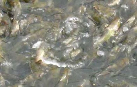 黄颡鱼主要病害的防治方法 黄颡鱼常见病症状及防治技术