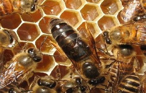 蜂王交尾失败的四大原因 蜂王交尾失败的四大原因是