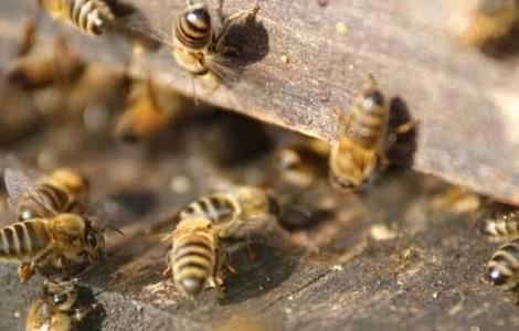 蜜蜂蜂王几天出巢 蜜蜂蜂王几天出房