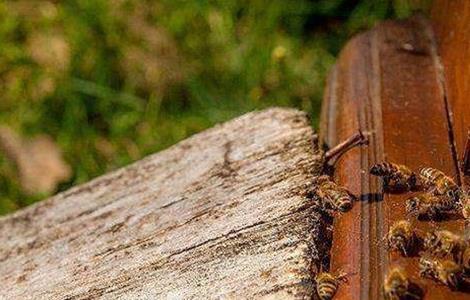 蜜蜂爬蜂是什么原因造成的 蜜蜂有爬蜂是什么原因