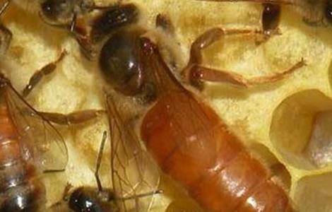 蜜蜂繁殖方式（蜜蜂繁殖方式图解）