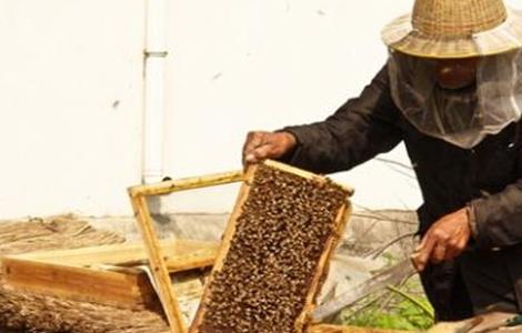 新手养蜂有哪些禁忌 新手养蜂有哪些禁忌和要求