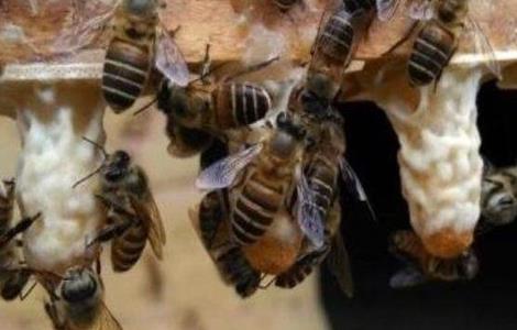 蜂王为什么会被工蜂杀死(为什么工蜂会咬死蜂王)