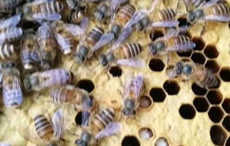 中蜂巢虫的防治技术（中蜂巢虫的防治技术是什么）