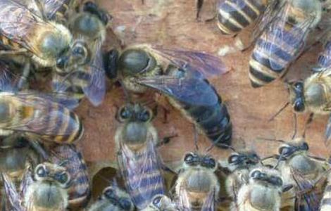 养蜂该如何有效防止蜂王逃跑(养蜂该如何有效防止蜂王逃跑视频)