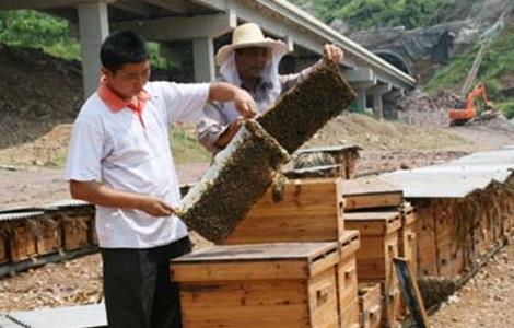 秋季养蜂该怎么管理好 秋季养蜂该怎么管理好它