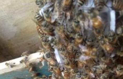 蜜蜂围王的原因及解决方法（蜜蜂围王的原因是什么）