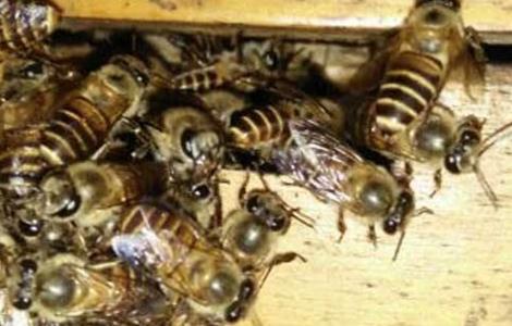 蜜蜂巢门结团是怎么一回事 中蜂在巢门口结团是什么意思