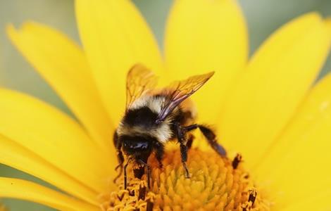 如何找到附近野生蜜蜂窝（怎么找野生蜜蜂窝）