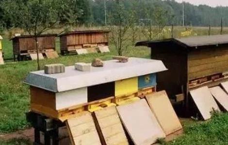 新手养蜂容易失败的原因 养蜂失败教训
