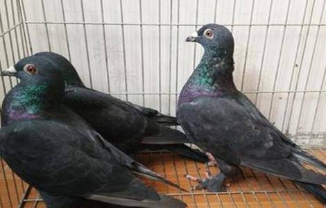 幼鸽游棚是什么原因 幼鸽为什么一直游棚
