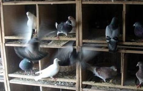 哪种鸽子容易游棚 游棚的鸽子可以做种鸽吗