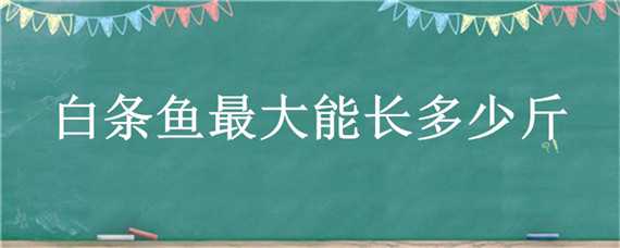 白条鱼最大能长多少斤 白条鱼可以长多少斤