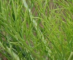 沙芥菜的腌制方法（沙芥菜的腌制方法大全）