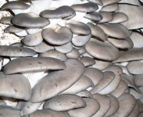 平菇有哪些营养(平菇有哪些营养和功效)