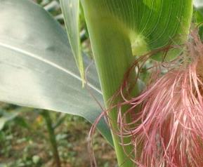 玉米须如何吃 玉米须如何吃效果最好