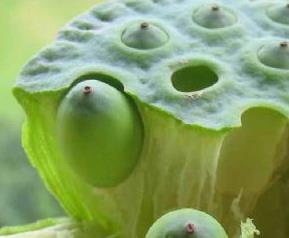 莲子的营养价值 100克莲子的营养价值