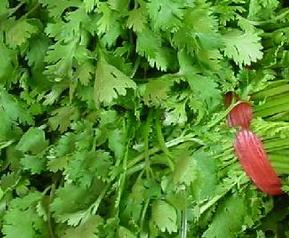 芫荽的功效与作用（芫荽的功效与作用禁忌）